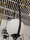 подвесной светильник kink light кенти 07632-1a,19